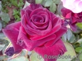 Black Baccara Black Baccara