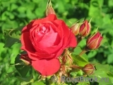 Cherry Girl ® Cherry Girl ®