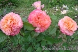 Augusta Luise Augusta Luise