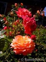 Rosemary Harkness Rosemary Harkness