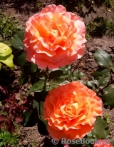 Rosemary Harkness Rosemary Harkness