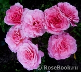 Tickled Pink Tickled Pink