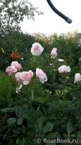 A Shropshire Lad A Shropshire Lad