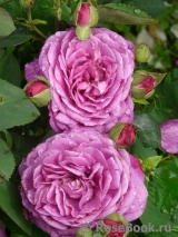 Heidi Klum Rose Heidi Klum Rose