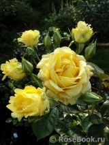Sommergold ® Sommergold ®