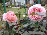 Abraham Darby Abraham Darby