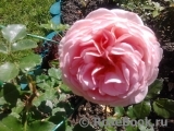 Abraham Darby Abraham Darby