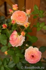 Rosomane Janon