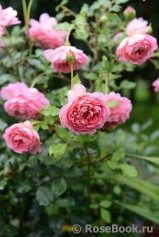 Jubilee Celebration® Jubilee Celebration®