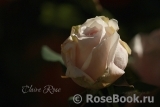 Claire Rose Claire Rose
