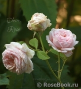 Claire Rose Claire Rose
