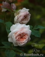 Claire Rose Claire Rose