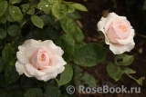 Claire Rose Claire Rose