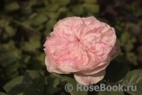 Claire Rose Claire Rose