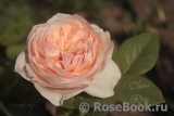 Claire Rose Claire Rose