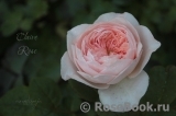 Claire Rose Claire Rose