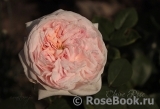 Claire Rose Claire Rose