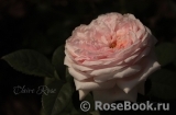 Claire Rose Claire Rose