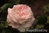 Claire Rose Claire Rose