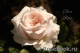 Claire Rose Claire Rose