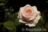 Claire Rose Claire Rose