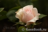 Claire Rose Claire Rose