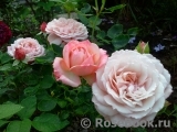Kordes' Rosenfaszination ® Kordes' Rosenfaszination ®