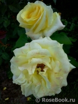 Wainwright Rose, The Wainwright Rose, The