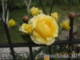 Sommergold ® Sommergold ®