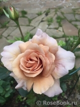 Julia's Rose Julia's Rose