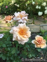 Julia's Rose Julia's Rose
