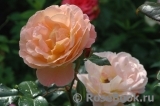 Rosemary Harkness Rosemary Harkness