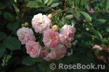 Pink Ghislaine de Féligonde ® Pink Ghislaine de Féligonde ®