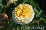 English Garden® English Garden®