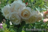 Crocus Rose® Crocus Rose®