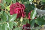 Burgundy Ice Burgundy Ice