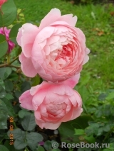 The Alnwick Rose The Alnwick Rose