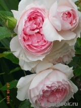 The Wedgwood Rose The Wedgwood Rose
