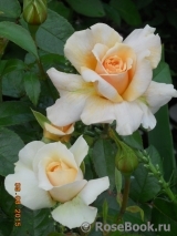 Pride and Prejudice Pride and Prejudice