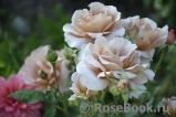 Julia's Rose Julia's Rose