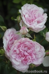Mariatheresia Mariatheresia