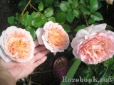Abraham Darby