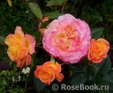Gartenspass ® Gartenspass ®