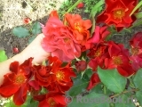 Anna Mege ® Anna Mege ®