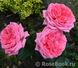 La Rose de Molinard ® La Rose de Molinard ®
