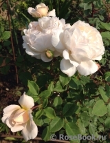 Crocus Rose® Crocus Rose®