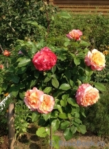 Augusta Luise Augusta Luise
