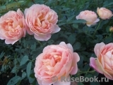 Lady of Shalott Lady of Shalott
