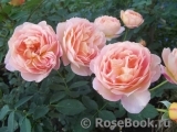Lady of Shalott Lady of Shalott
