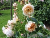 Ginger Syllabub Ginger Syllabub